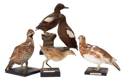 Lot 1163 - Taxidermy: A Pair of Late Victorian of Black...