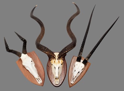 Lot 1228 - Antlers/Horns: A Group of African Game Trophy...