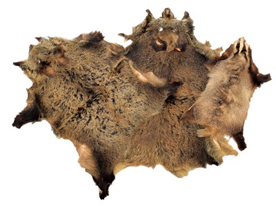 Lot 1126 - Skins/Hides: European Wild Boar & Badger Hides,...