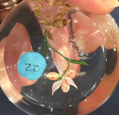 Lot 25 - A Paperweight by Paul Stankard, dated 1981,...
