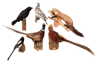 Lot 1207 - Taxidermy: A Group of European Game &...