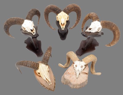 Lot 1192 - Antlers/Horns: European Mouflon (Ovis aries...