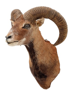 Lot 1164 - Taxidermy: European Mouflon (Ovis aries...