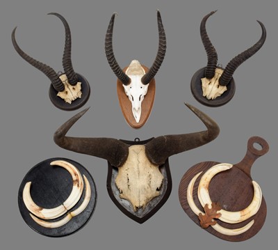 Lot 96 - Antlers/Horns: A Group of African Game...
