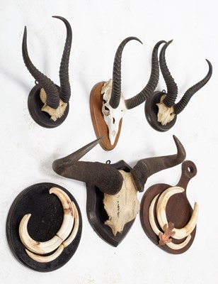 Lot 96 - Antlers/Horns: A Group of African Game...