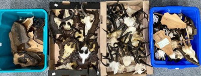 Lot 1345 - Antlers/Horns: A Collection of Alpine Chamois...