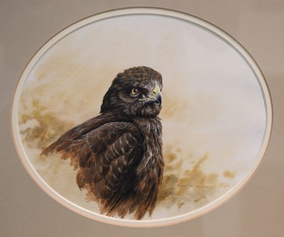 Lot 1059 - Alan M Hunt (b.1947) Buzzard  Signed and dated...