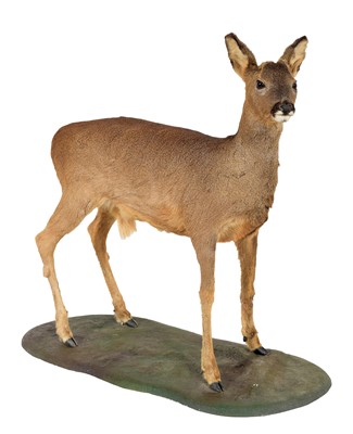 Lot 1209 - Taxidermy: Roebuck Full Mount (capreolus...