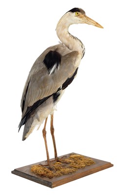 Lot 1134 - Taxidermy: A Grey Heron (Ardea cinerea), circa...