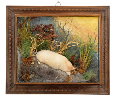 Lot 1225 - Taxidermy: A Wall Cased Albino Mole (Talpa...