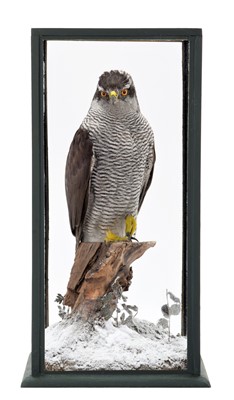 Lot 1241 - Taxidermy: A Cased Northern Goshawk (Accipiter...