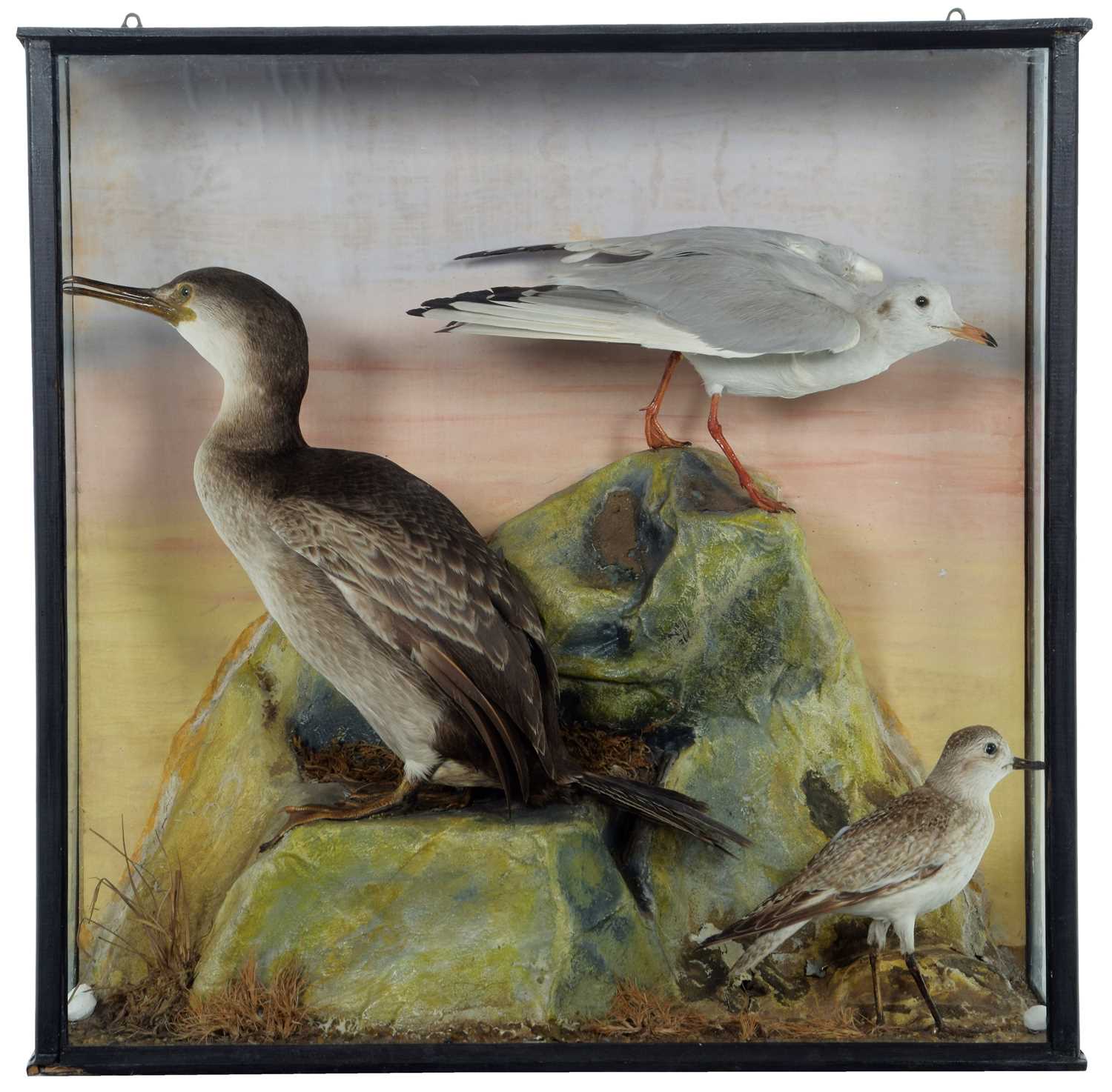 Lot 1224 - Taxidermy: A Cased Display of Sea & Estuary...