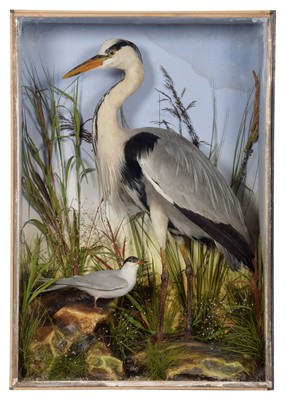 Lot 1232 - Taxidermy: A Late Victorian Cased Heron &...