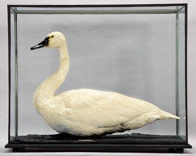 Lot 42 - Taxidermy: A Cased Whistling Swan (Cygnus...
