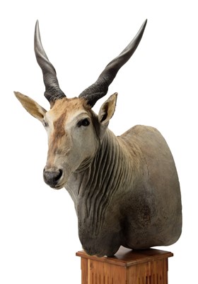 Lot 123 - Taxidermy: Common Eland (Taurotragus oryx),...