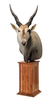 Lot 123 - Taxidermy: Common Eland (Taurotragus oryx),...