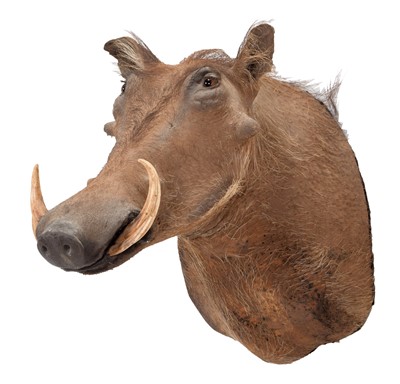 Lot 189 - Taxidermy: Common Warthog (Phacochoerus...