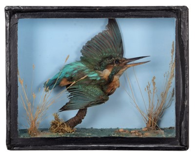 Lot 1148 - Taxidermy: A Victorian Cased Kingfisher...