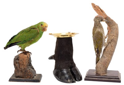 Lot 1119 - Taxidermy: A Yellow-crowned Amazon Parrot,...