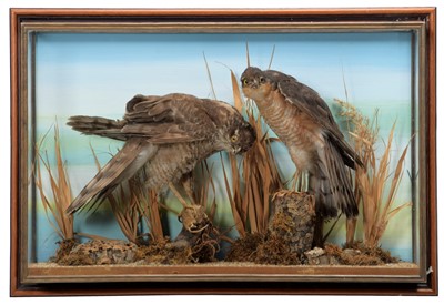 Lot 48 - Taxidermy: A Cased Pair of European...