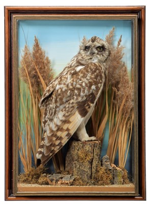 Lot 122 - Taxidermy: A Cased Short-eared Owl (Asio...