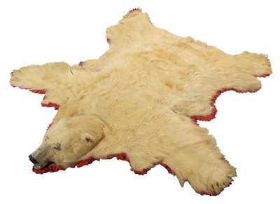 Lot 138 - Taxidermy: Polar Bear Skin (Ursus maritimus),...