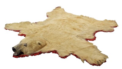 Lot 138 - Taxidermy: Polar Bear Skin (Ursus maritimus),...