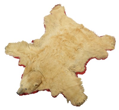 Lot 138 - Taxidermy: Polar Bear Skin (Ursus maritimus),...