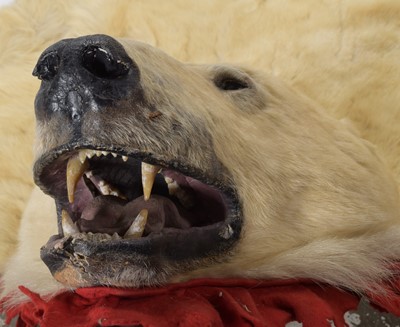 Lot 138 - Taxidermy: Polar Bear Skin (Ursus maritimus),...