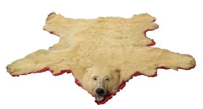 Lot 138 - Taxidermy: Polar Bear Skin (Ursus maritimus),...