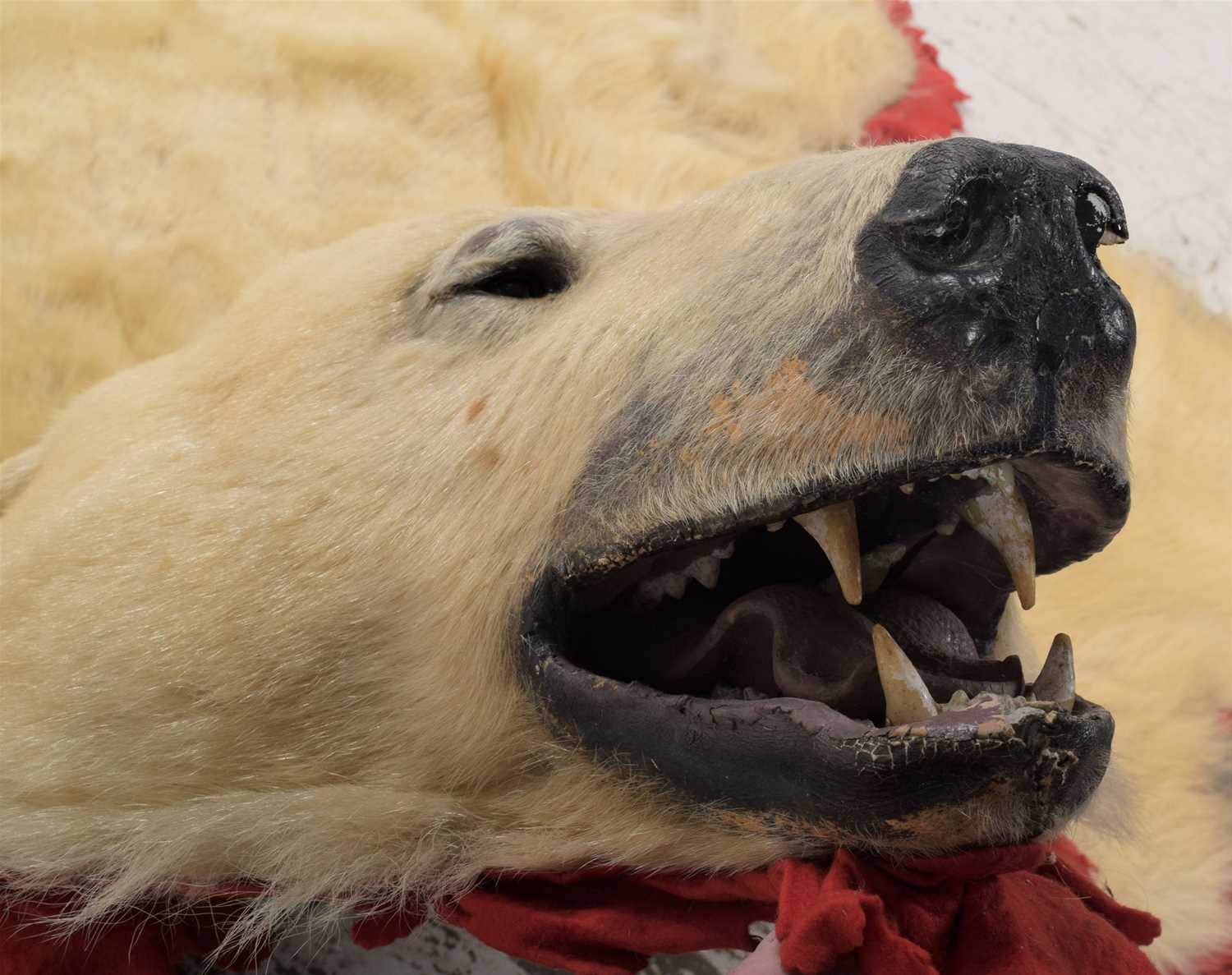 Taxidermy Polar Bear Skin (Ursus maritimus), circa