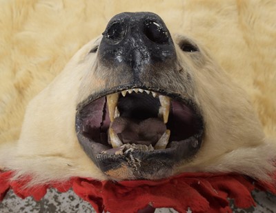 Lot 138 - Taxidermy: Polar Bear Skin (Ursus maritimus),...