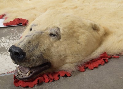 Lot 138 - Taxidermy: Polar Bear Skin (Ursus maritimus),...