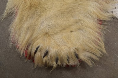 Lot 138 - Taxidermy: Polar Bear Skin (Ursus maritimus),...