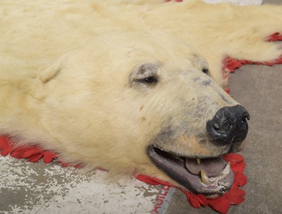 Lot 138 - Taxidermy: Polar Bear Skin (Ursus maritimus),...