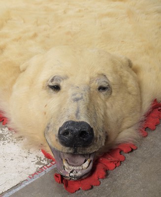 Lot 138 - Taxidermy: Polar Bear Skin (Ursus maritimus),...