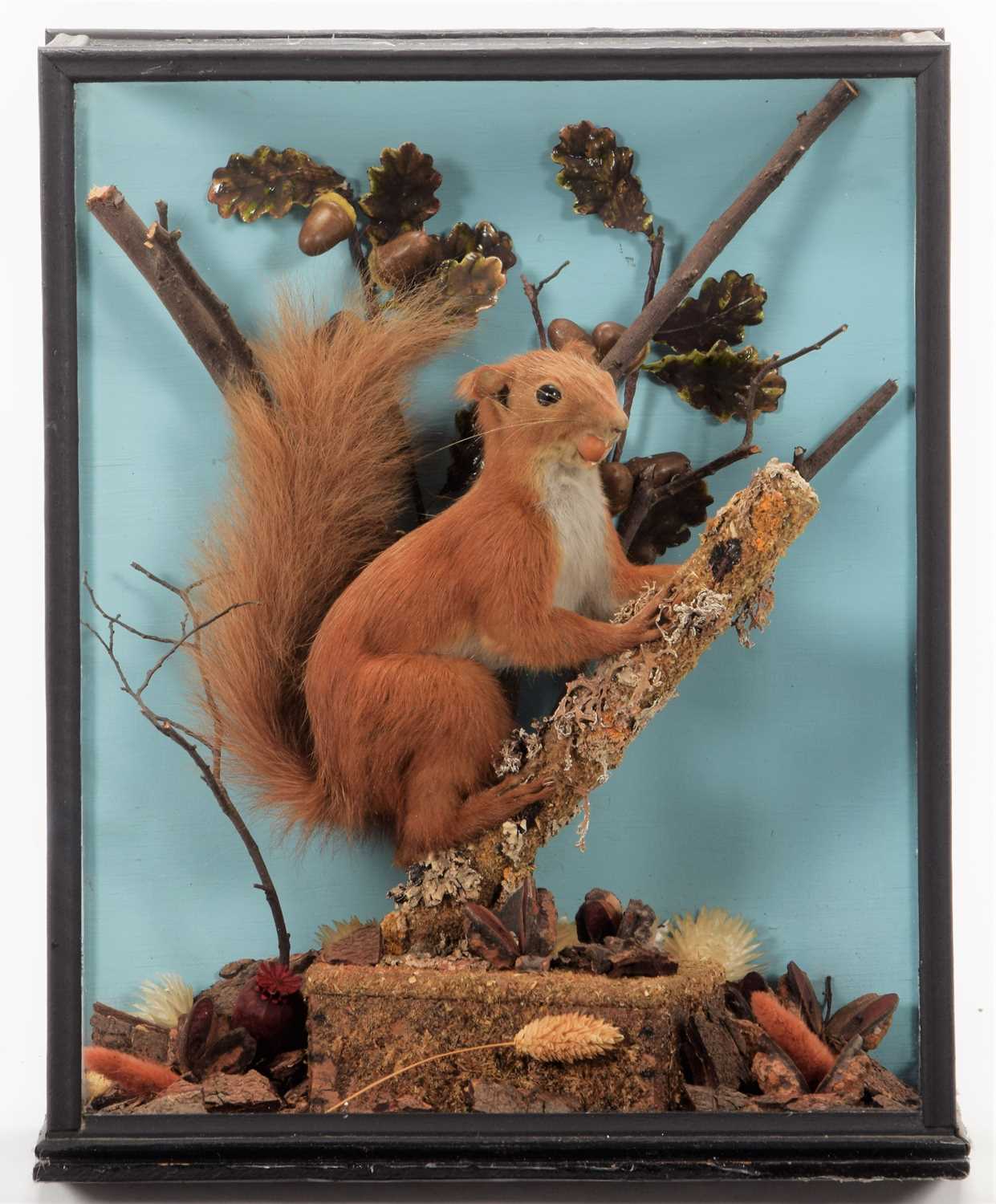 Lot 1133 - Taxidermy: A Cased European Red Squirrel...