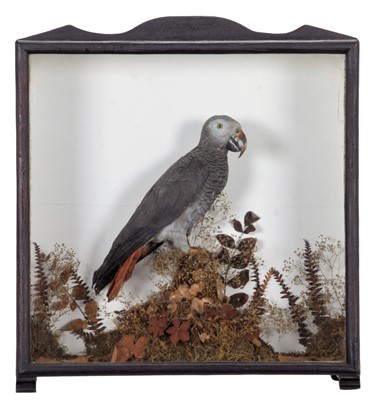 Lot 55 - Taxidermy: A Cased African Grey Parrot...