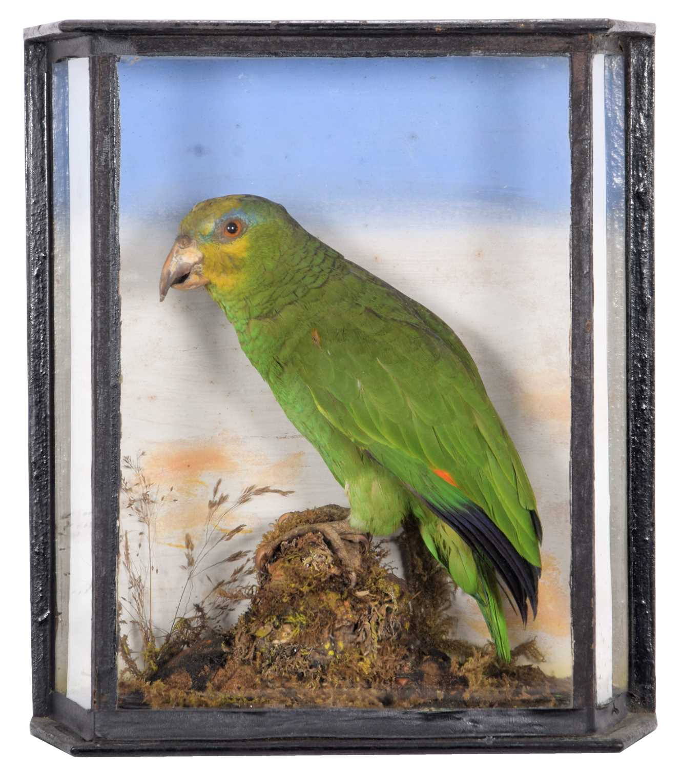 Lot 77 - Taxidermy: A Late Victorian Cased...