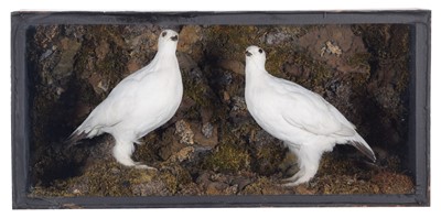 Lot 1220 - Taxidermy: A Late Victorian Cased Pair of Rock...