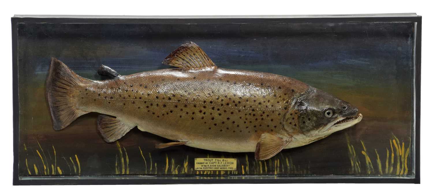 Lot 155 - Taxidermy: A Cased Brown Trout (Salmo trutta),...