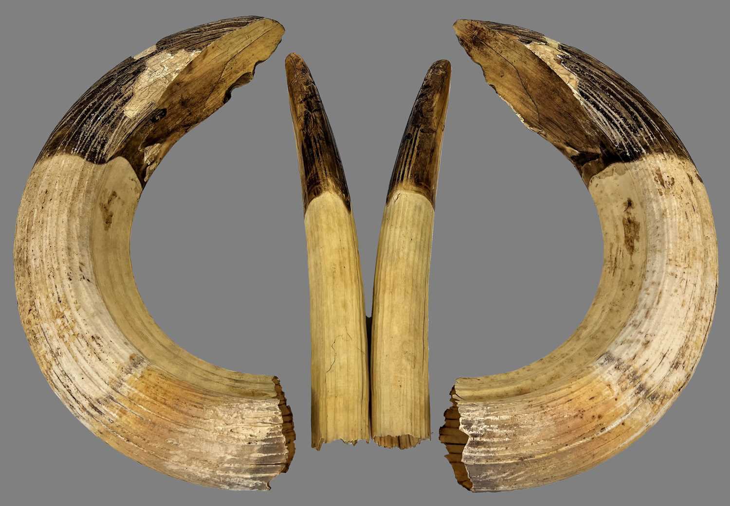 Lot 295 - Tusks: A Set of Common Hippopotamus Tusks...