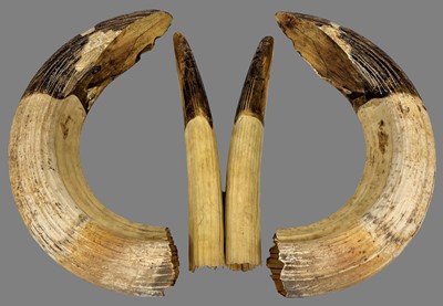 Lot 295 - Tusks: A Set of Common Hippopotamus Tusks...