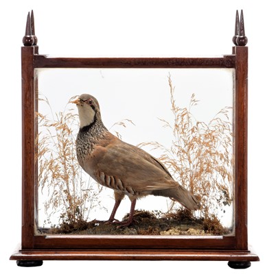 Lot 113 - Taxidermy: A Cased Red-legged Partridge...