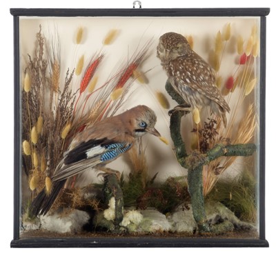 Lot 32 - Taxidermy: A Cased Late Victorian Little Owl &...