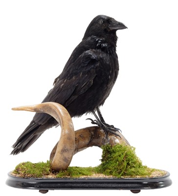 Lot 1182 - Taxidermy: A Carrion Crow (Corvus corone...