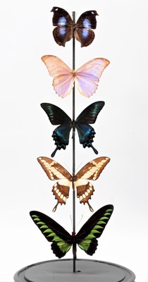 Lot 1183 - Entomology: A Display of Tropical Butterflies,...