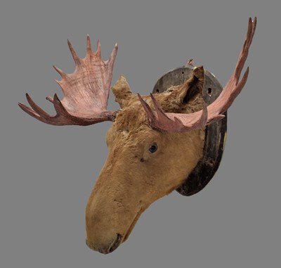 Lot 1219 - Taxidermy: A North American Moose (Alces...