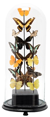 Lot 210 - Entomology: A Display of Tropical Butterflies...