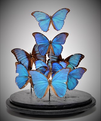 Lot 209 - Entomology: A Display of Blue Morpho...